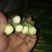 白菜苔20~30厘米