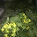 白菜苔20~30厘米