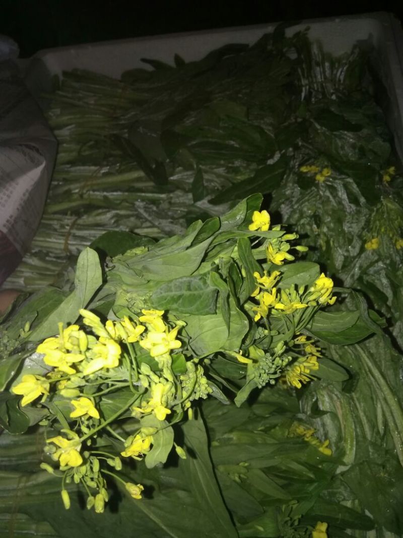 白菜苔20~30厘米