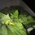 白菜苔20~30厘米