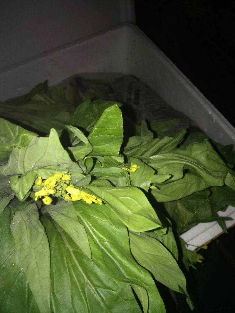 白菜苔20~30厘米
