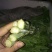 白菜苔20~30厘米