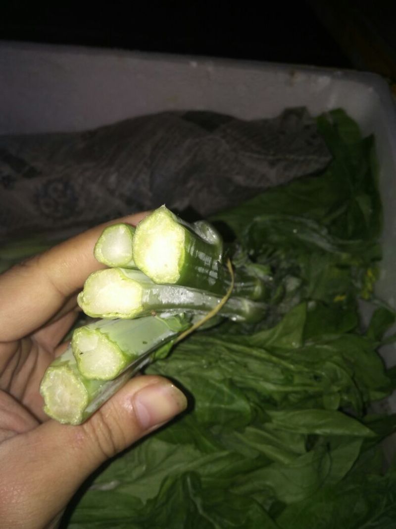 白菜苔20~30厘米