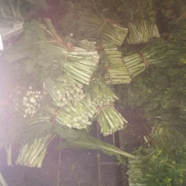 白菜苔20~30厘米