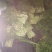 白菜苔20~30厘米