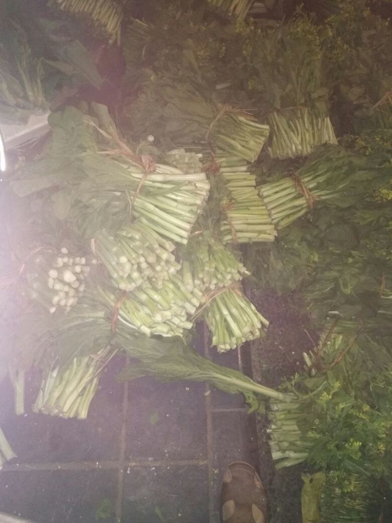 白菜苔20~30厘米