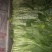 白菜苔20~30厘米