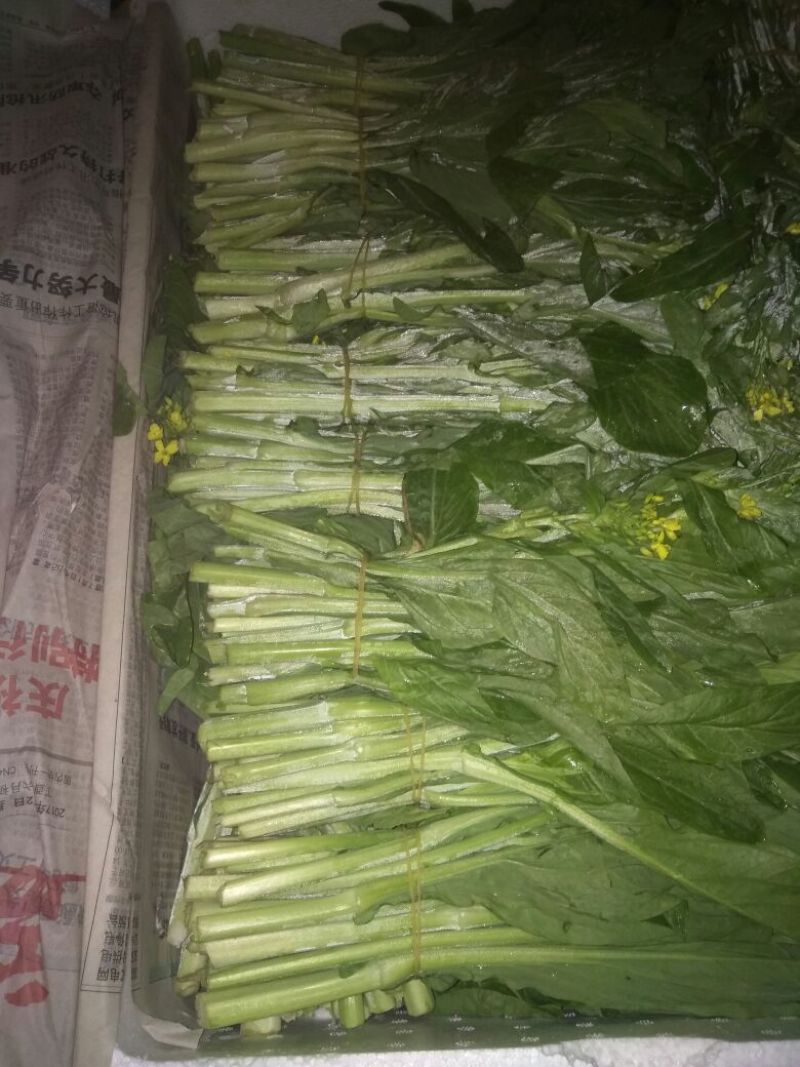 白菜苔20~30厘米