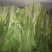 白菜苔20~30厘米