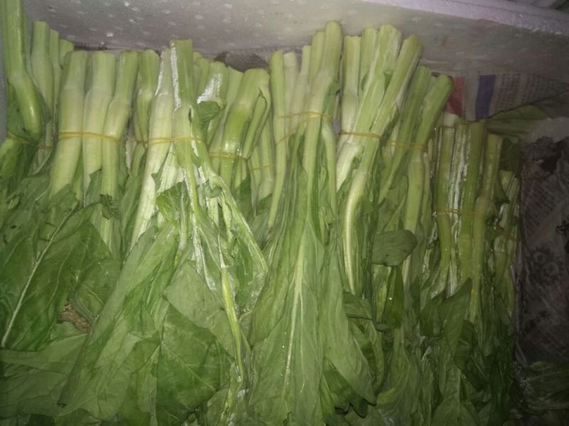 白菜苔20~30厘米