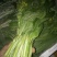 白菜苔20~30厘米