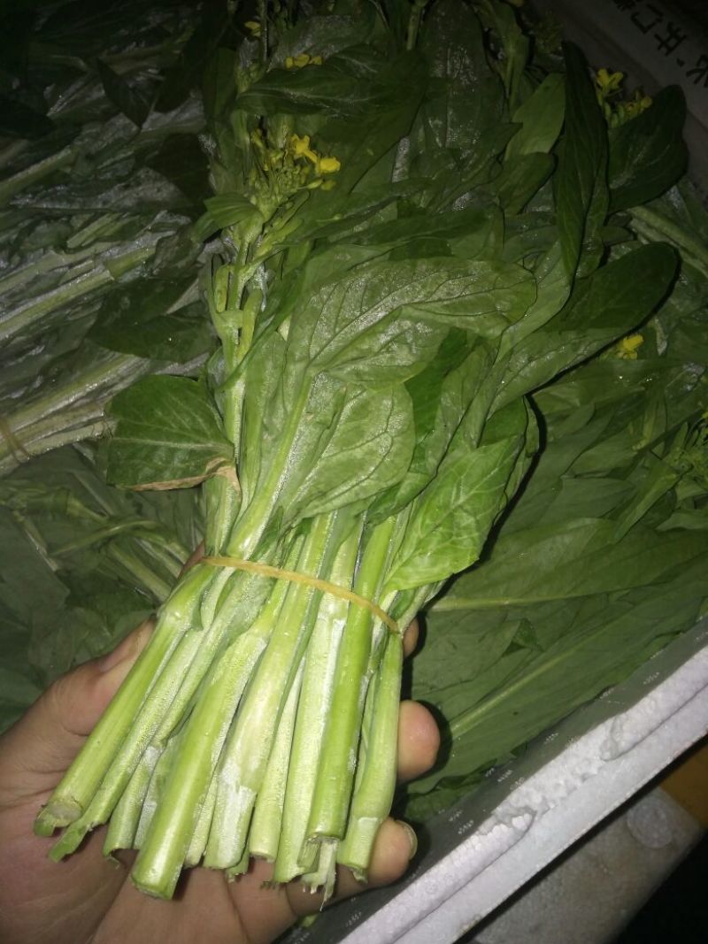 白菜苔20~30厘米