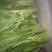 白菜苔20~30厘米