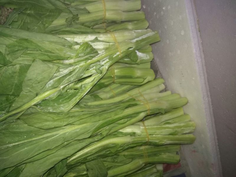 白菜苔20~30厘米