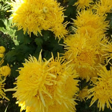 黄山贡菊特级