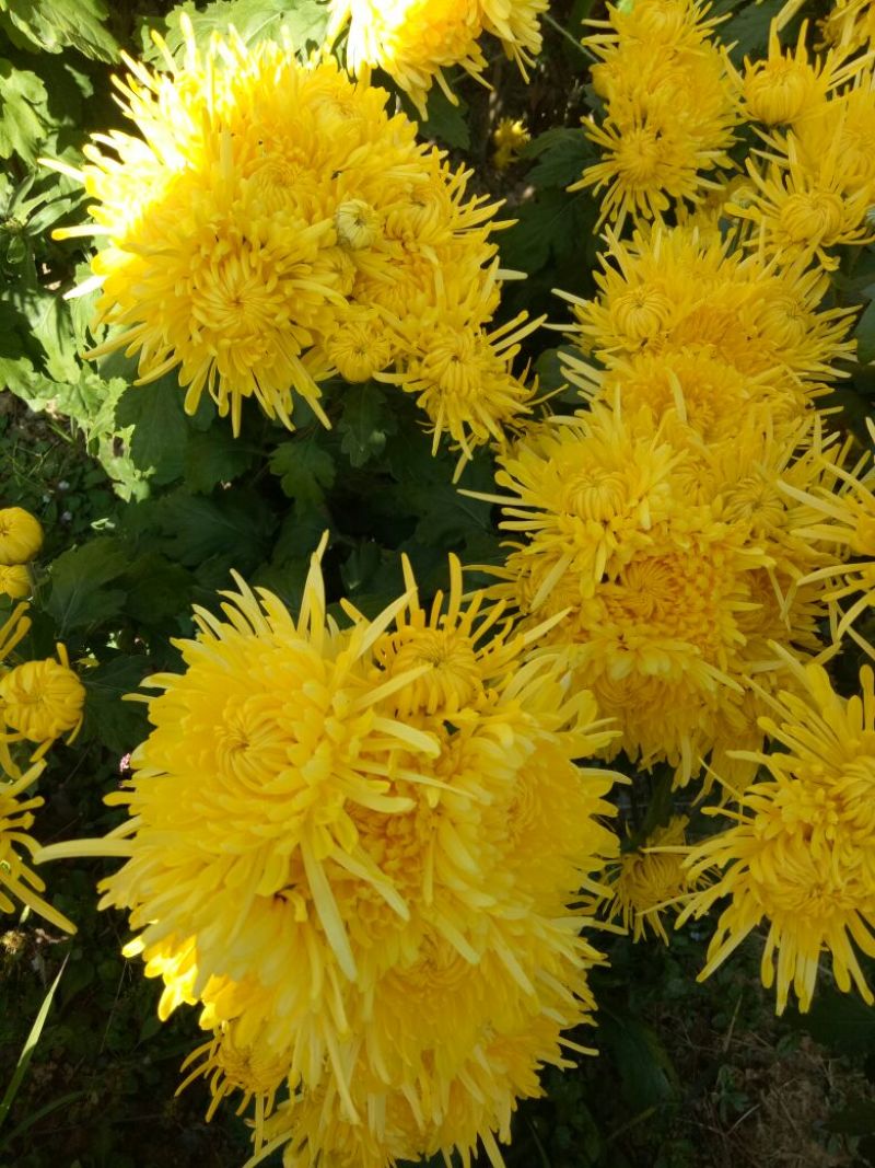 黄山贡菊特级
