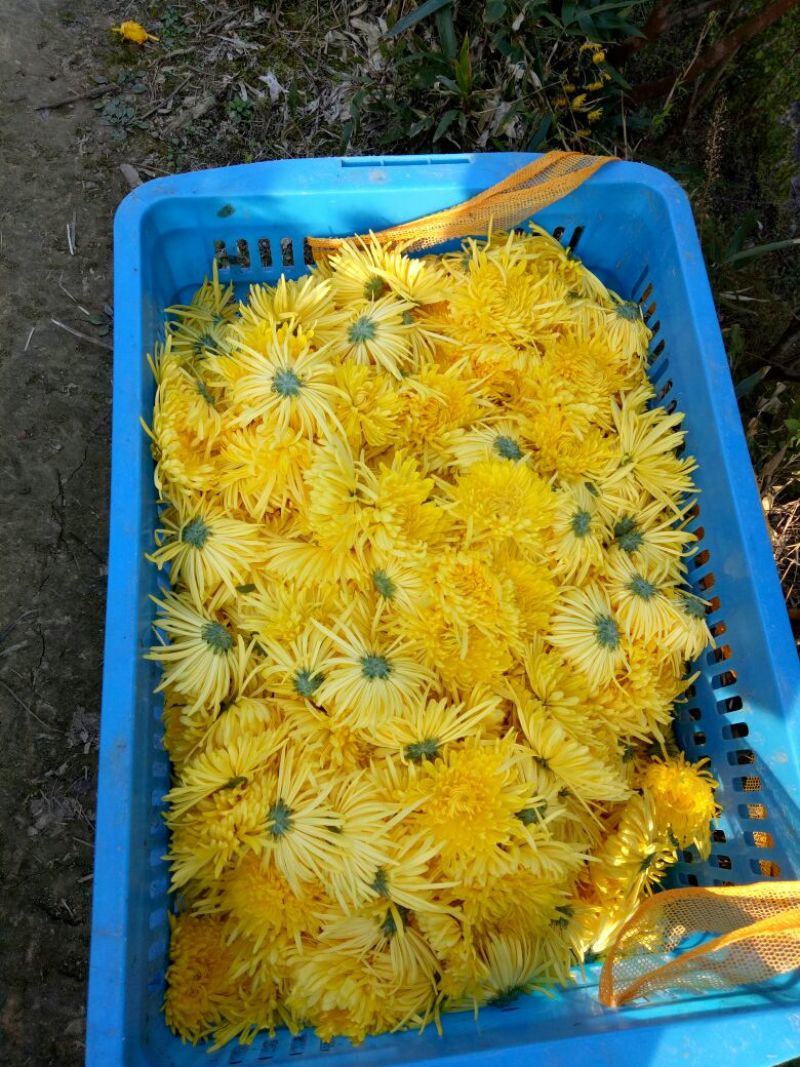 黄山贡菊特级