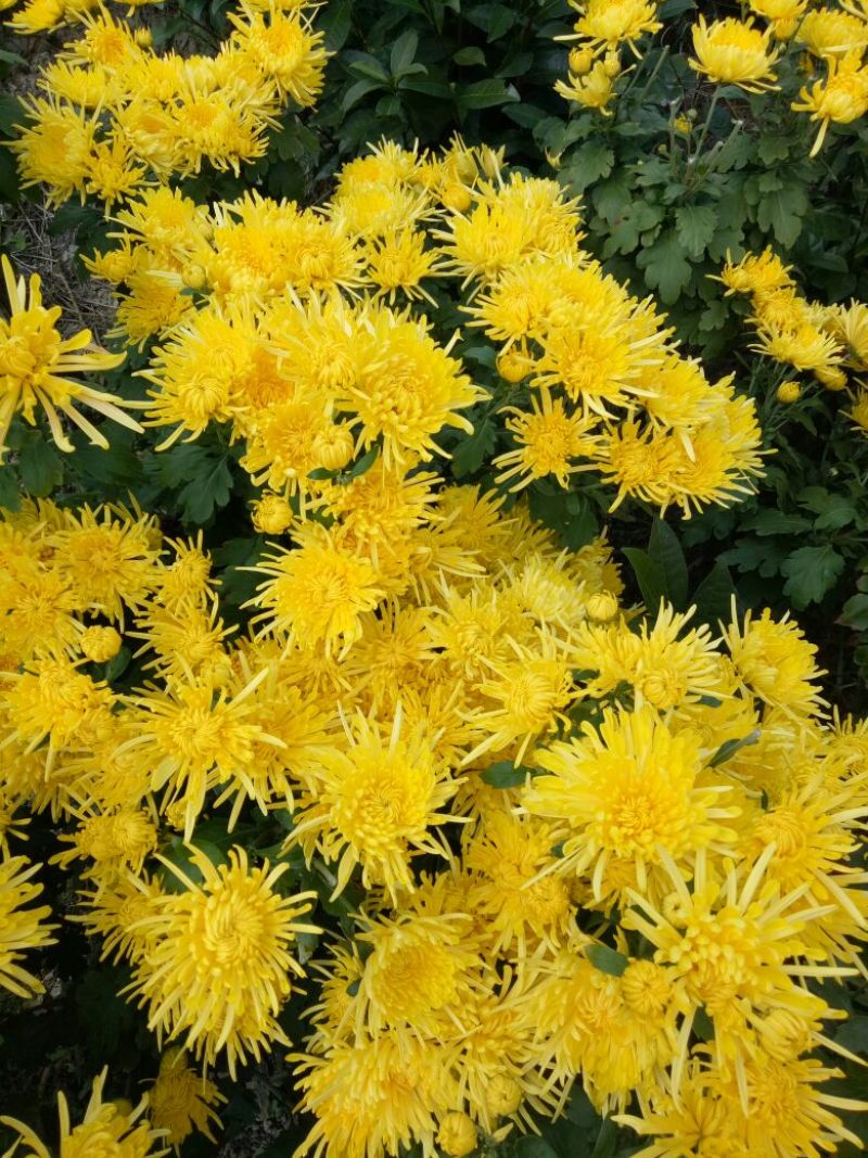 黄山贡菊特级