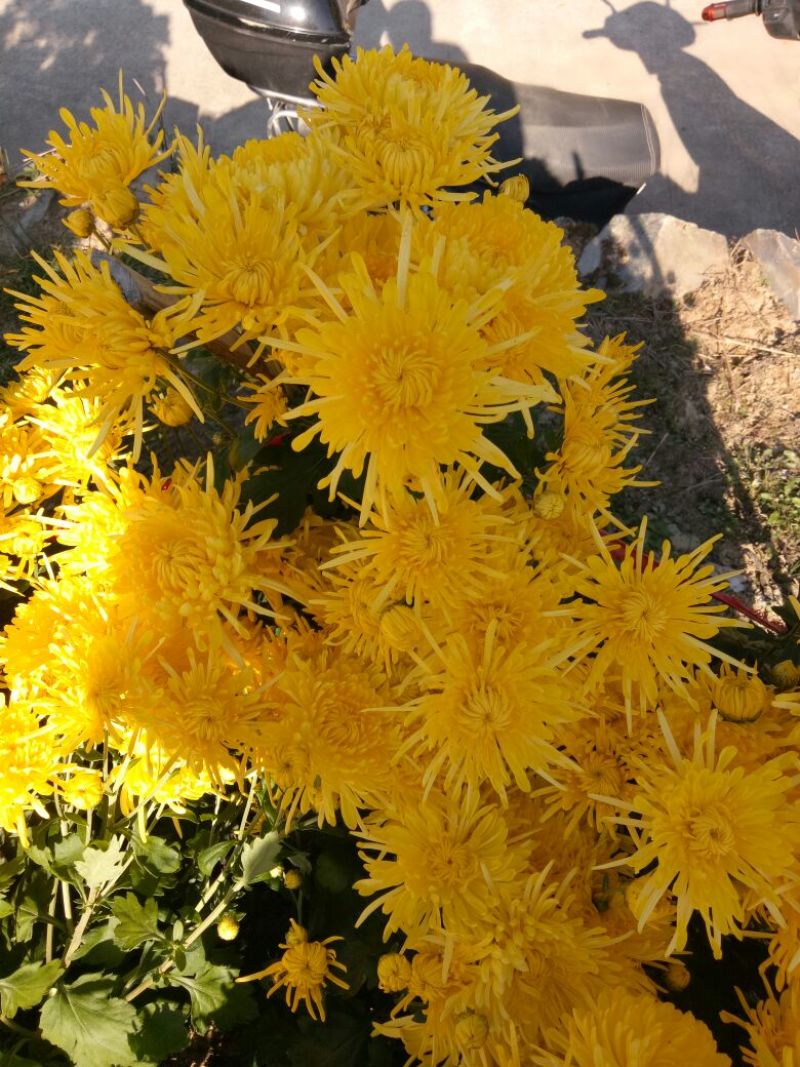 黄山贡菊特级