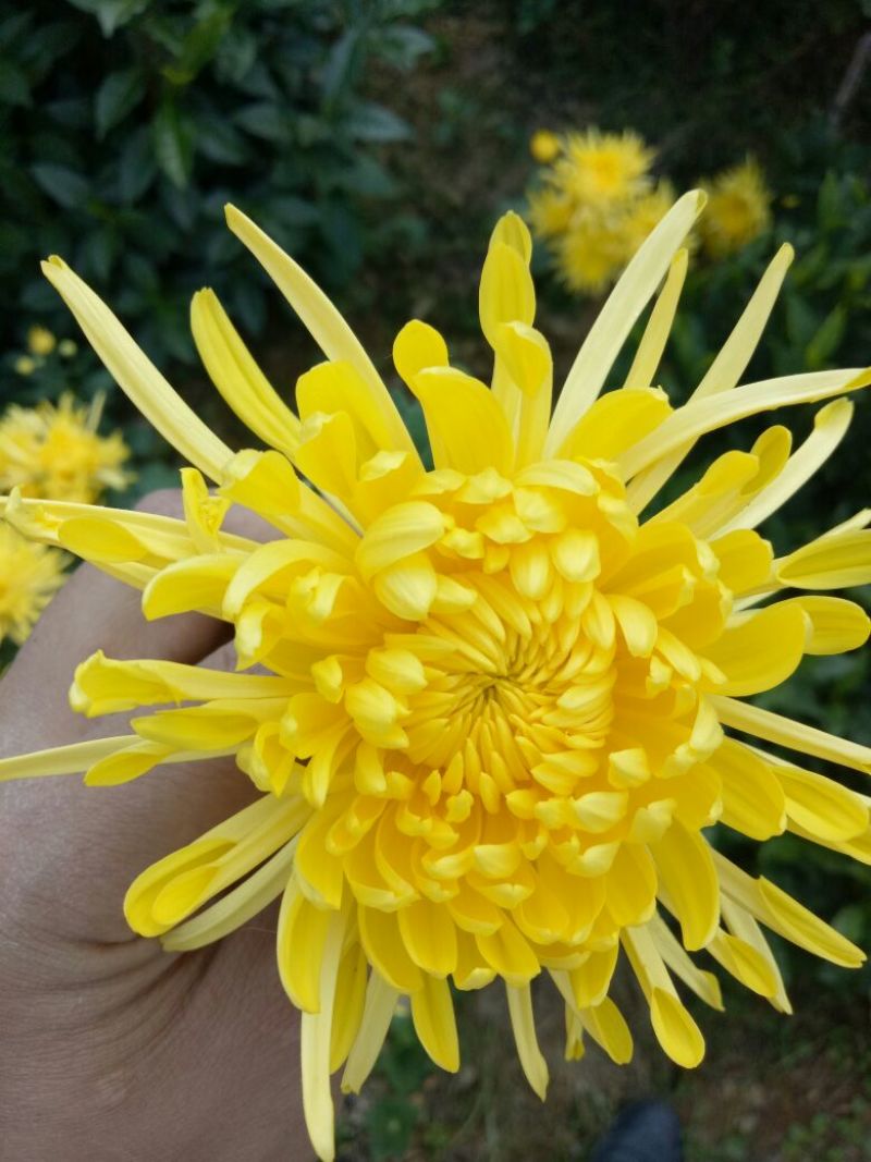 黄山贡菊特级