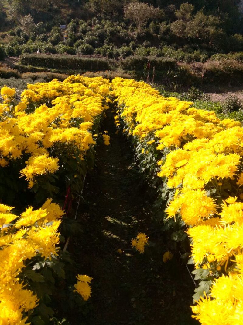 黄山贡菊特级