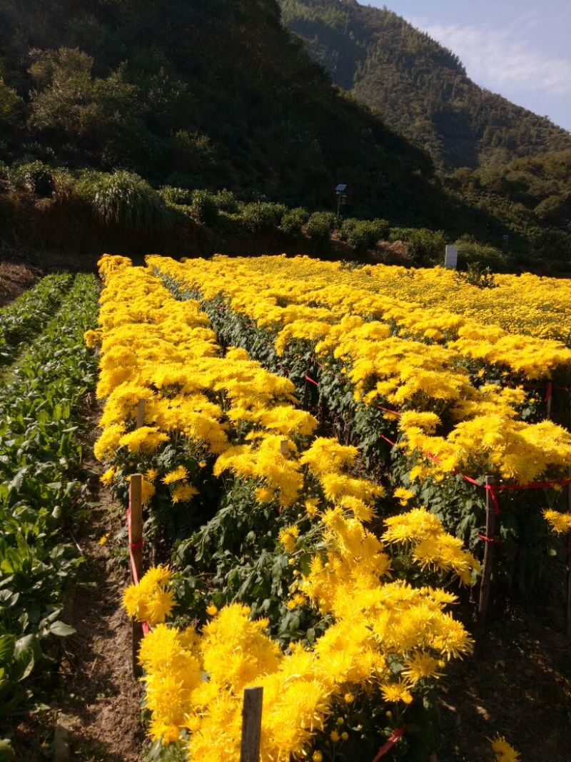 黄山贡菊特级