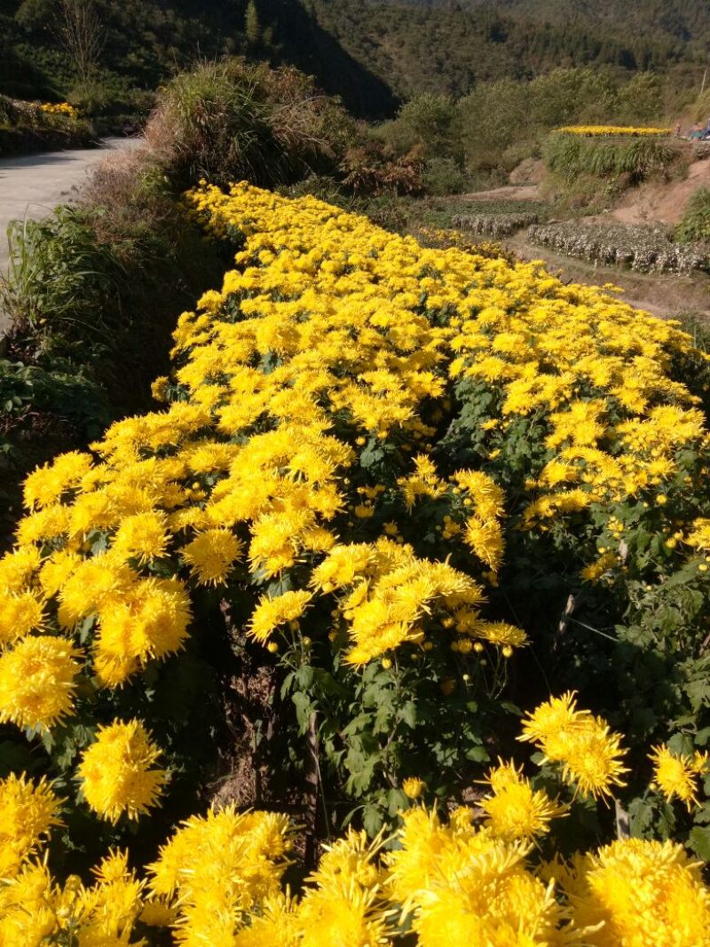 黄山贡菊特级