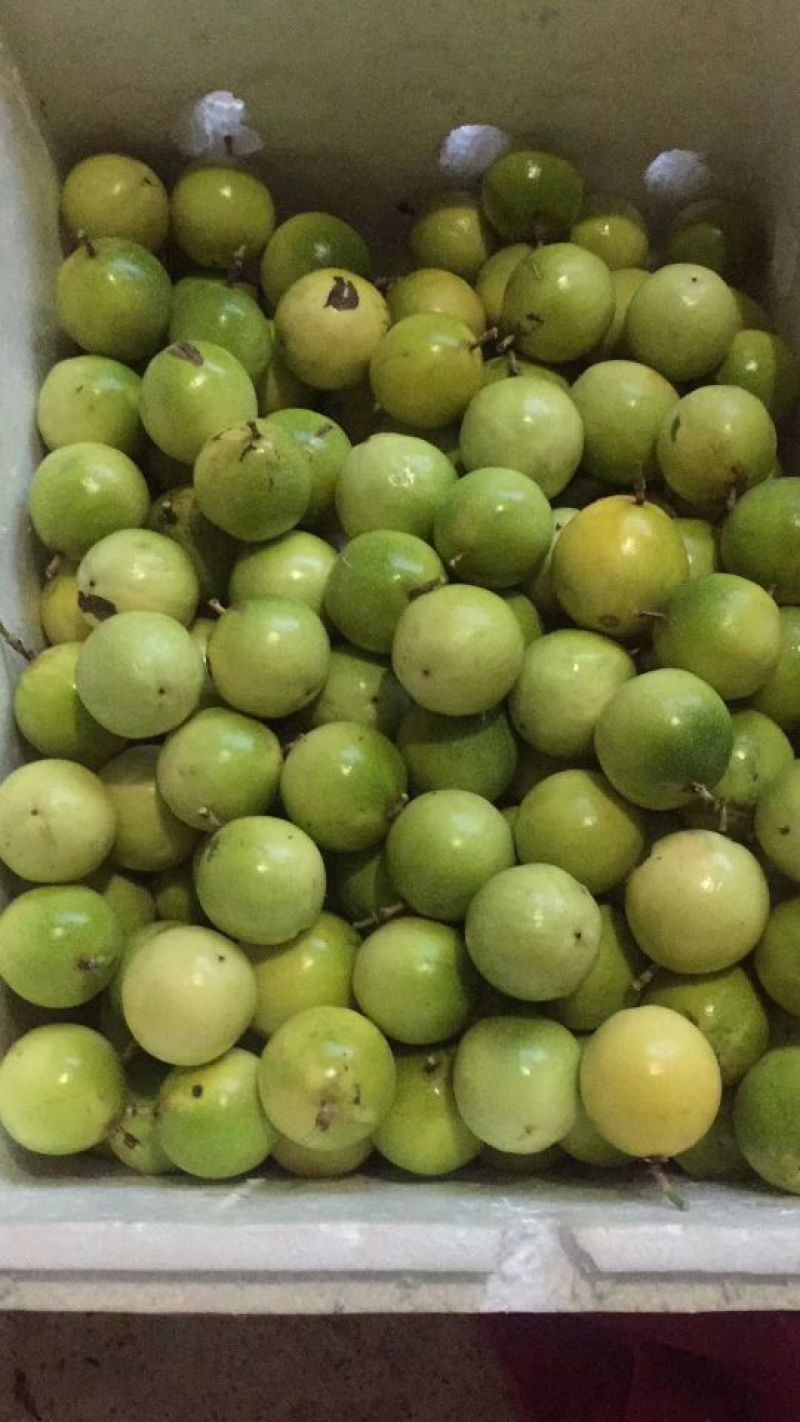 黄金百香果苗30~50cm