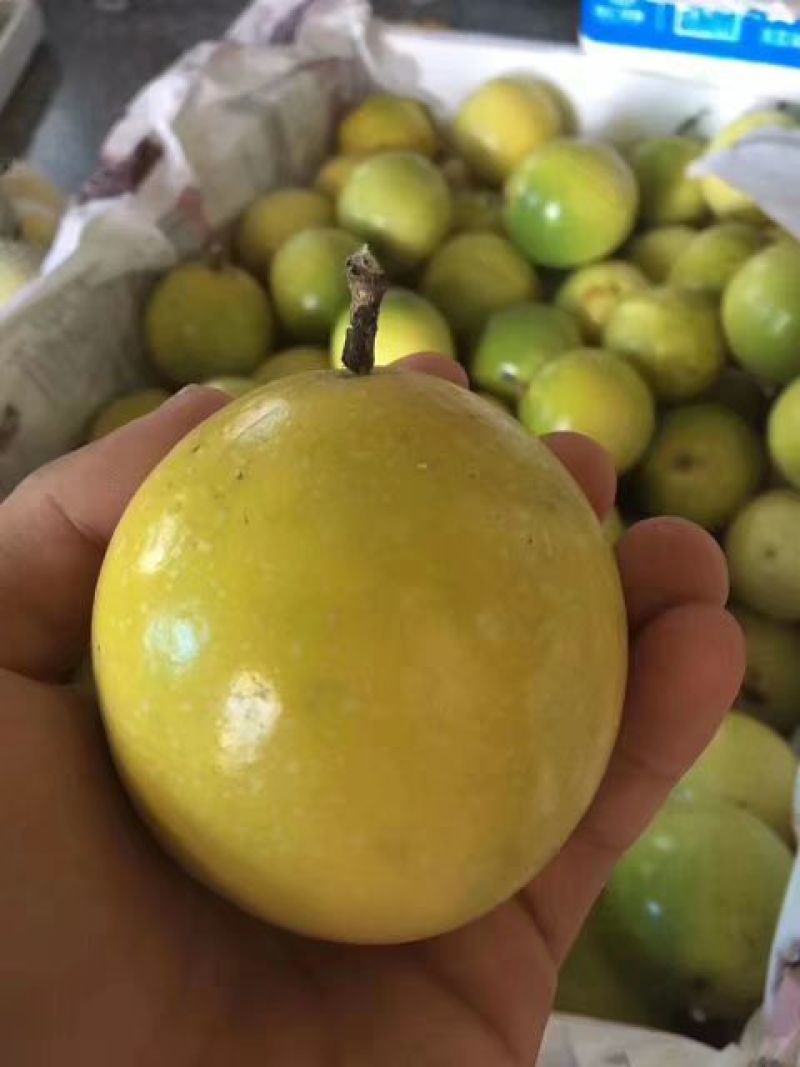 黄金百香果苗30~50cm
