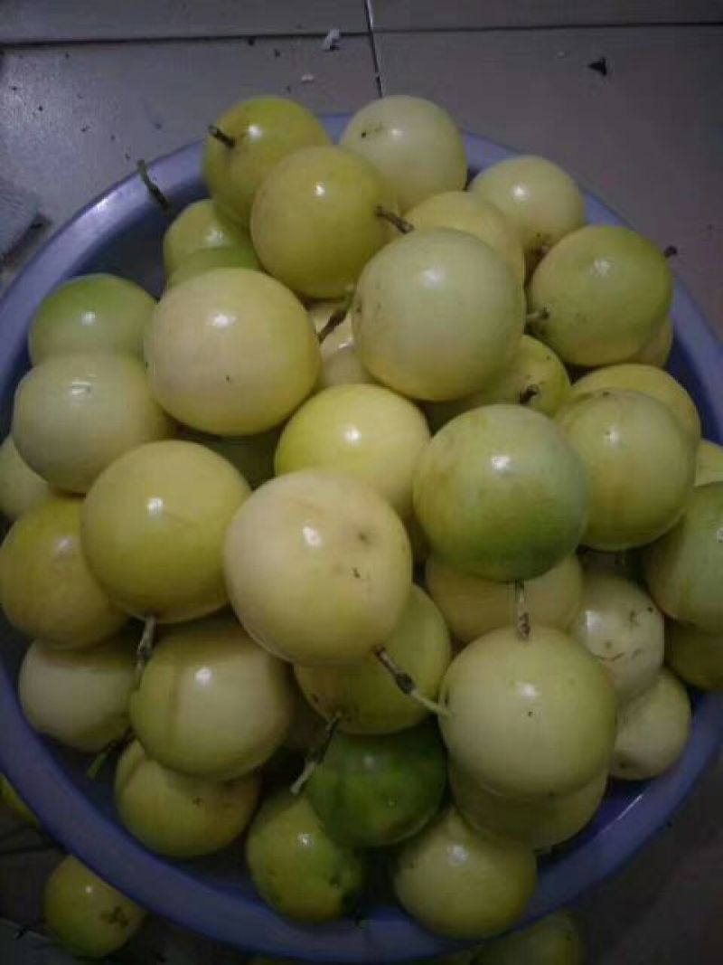 黄金百香果苗30~50cm