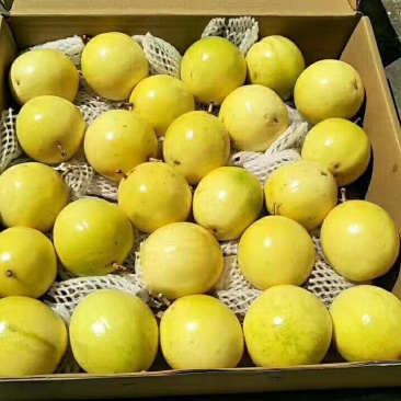 黄金百香果苗30~50cm