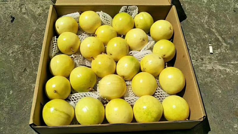 黄金百香果苗30~50cm