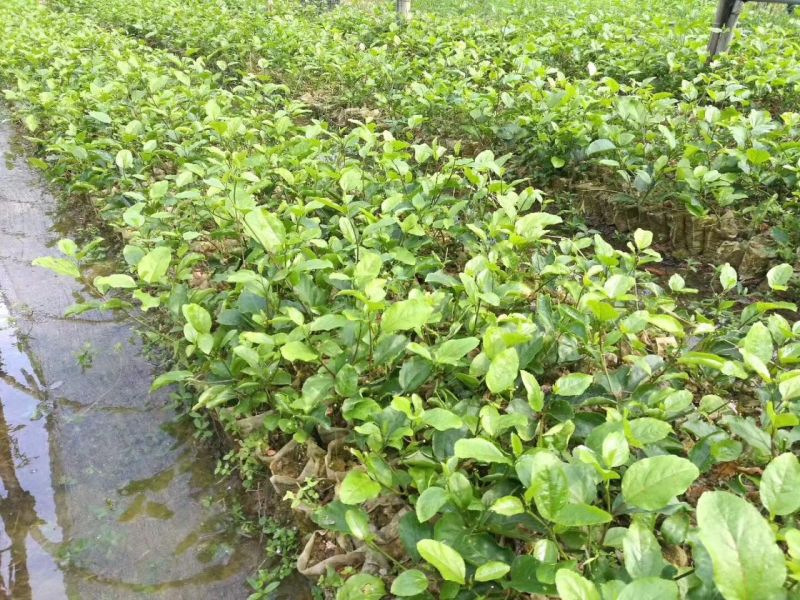 黄金百香果苗30~50cm