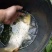 江鲤鱼0.5~1公斤食用