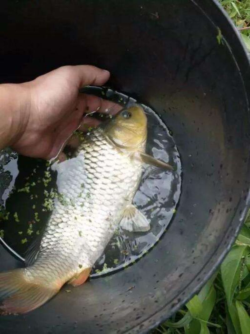 江鲤鱼0.5~1公斤食用