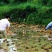 江鲤鱼0.5~1公斤食用