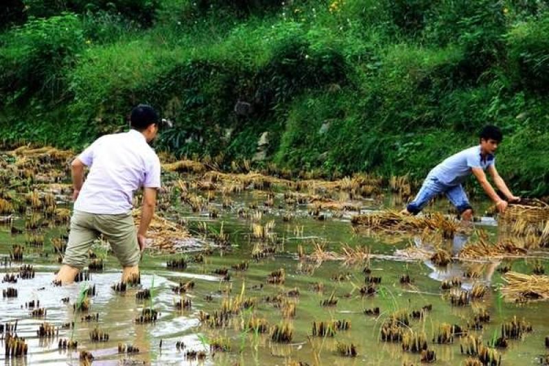 江鲤鱼0.5~1公斤食用