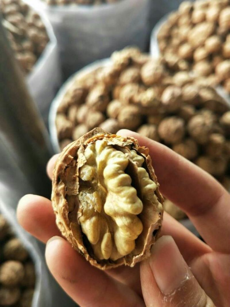 纸皮核桃云南大理漾濞纸皮麻子果去皮30mm以上干