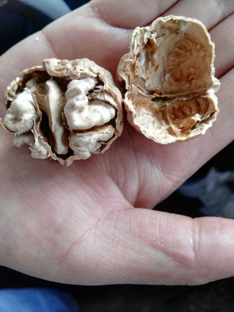 云南薄皮核桃仁白，皮薄，口感好没有苦30mm以上干