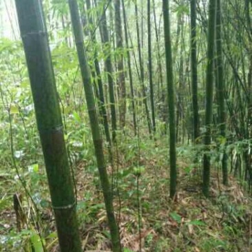 竹子13~14m