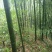 竹子13~14m