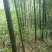 竹子13~14m