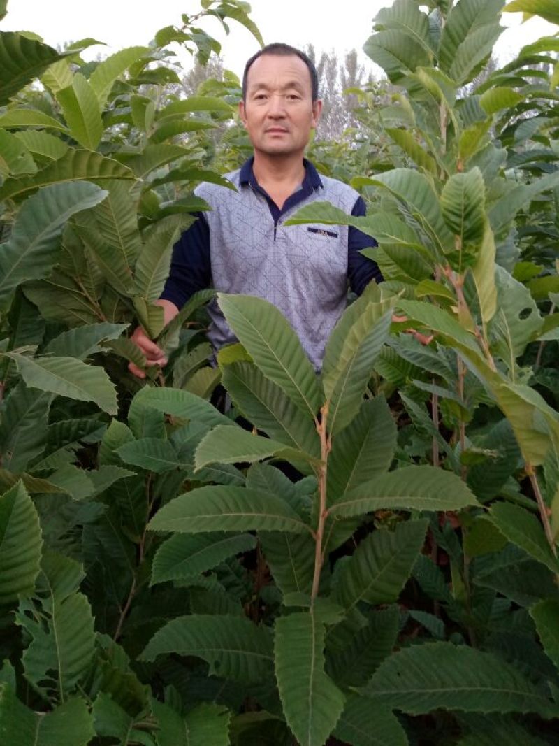 大红袍板栗苗子，品种齐全。保成活率，货原充足保质保量