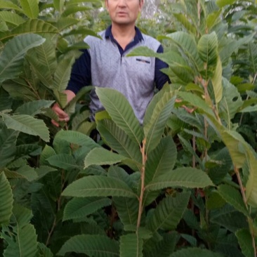 大红袍板栗苗子，品种齐全。保成活率，货原充足保质保量