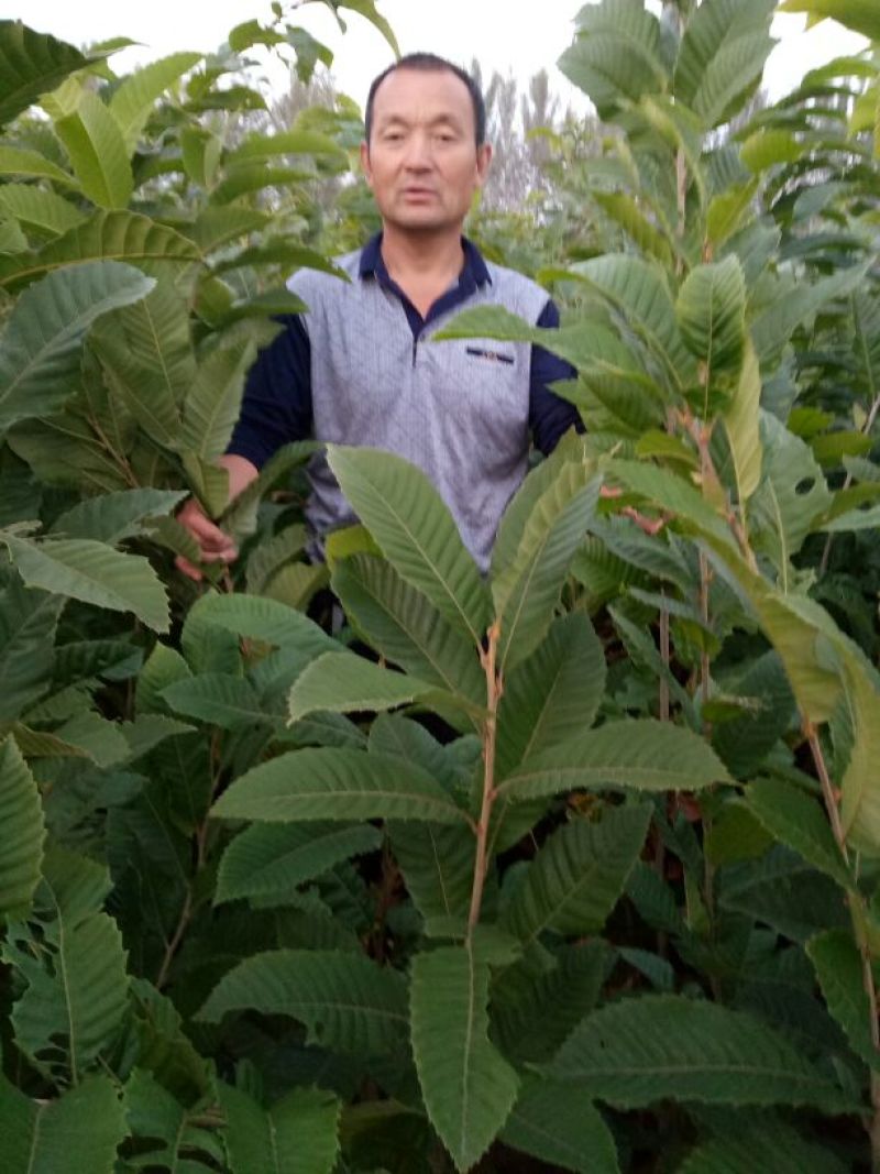 大红袍板栗苗子，品种齐全。保成活率，货原充足保质保量