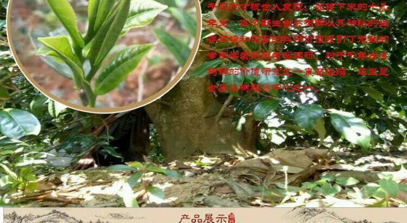 普洱茶一级