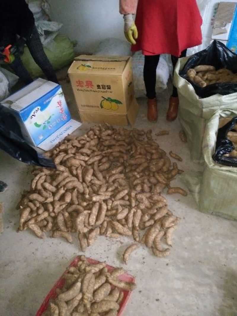 鲜天麻，单个二两起