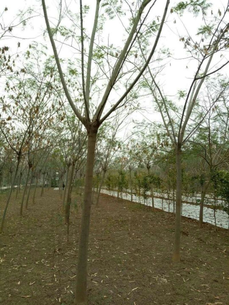 合欢12~14cm