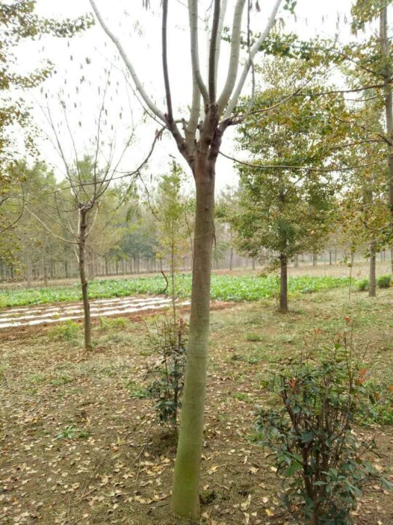 合欢12~14cm