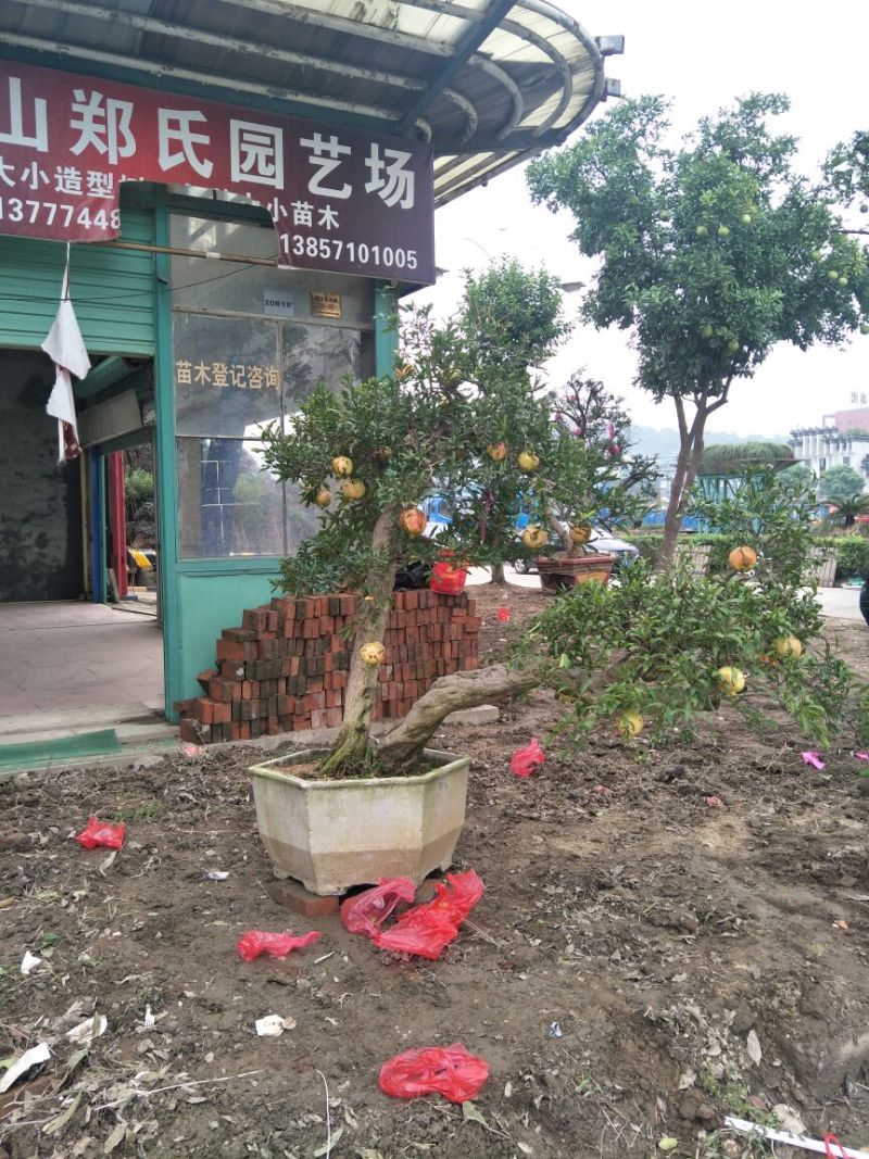 石榴树盆景